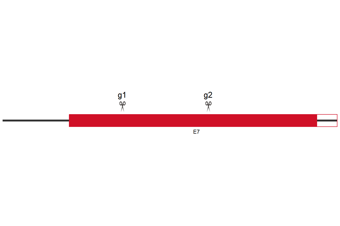 SGMS1 Knockout cell line(Hep G2) Target region