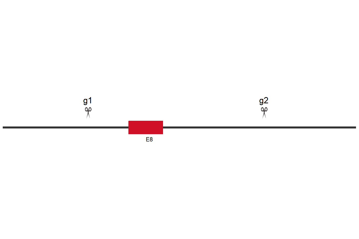 FAP Knockout cell line(U-87 MG) Target region