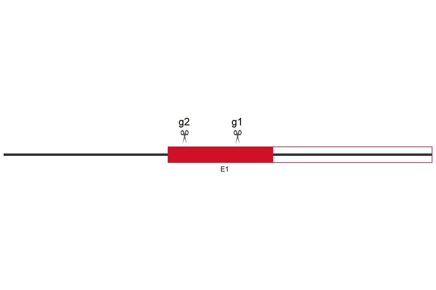 IGF2BP3 Knockout cell line(ACHN) Target region