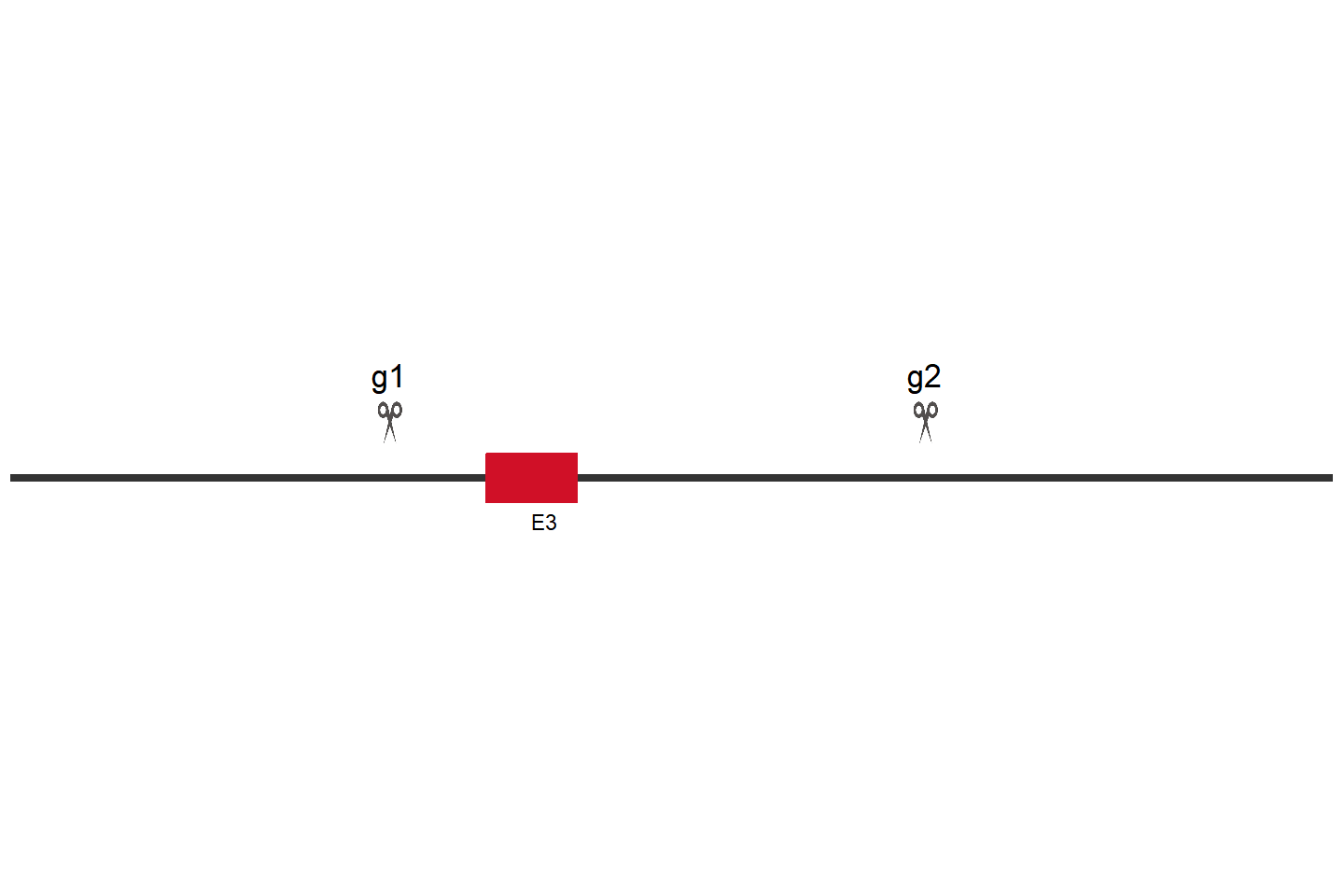 CDC42 Knockout cell line(A549) Target region