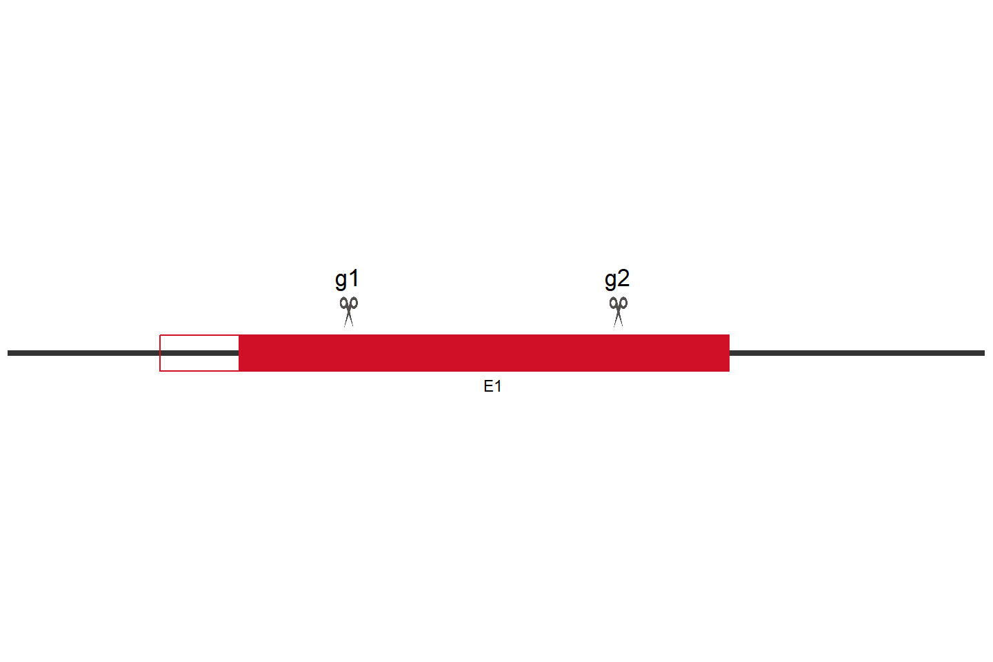 SIGLEC7 Knockout cell line(H1) Target region