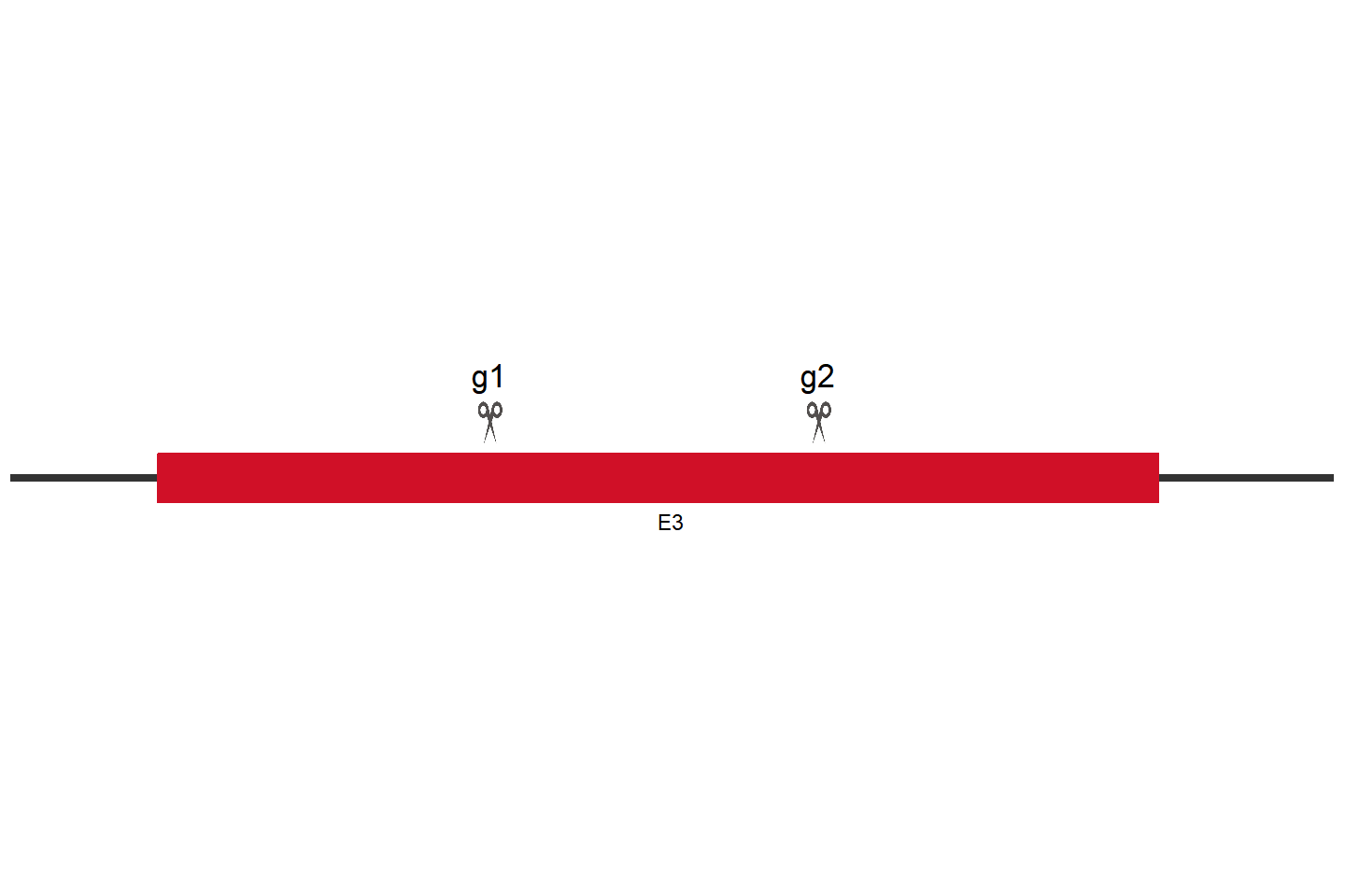 FTO Knockout cell line(HEK293) Target region