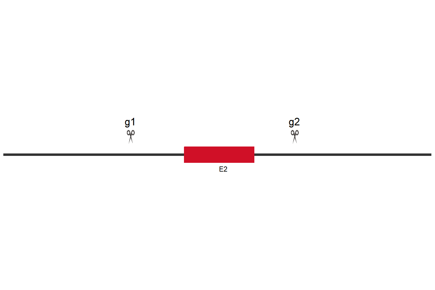 PARP1 Knockout cell line(HCT 116) Target region