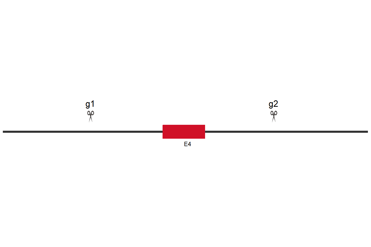 STAT1 Knockout cell line(HEK293) Target region