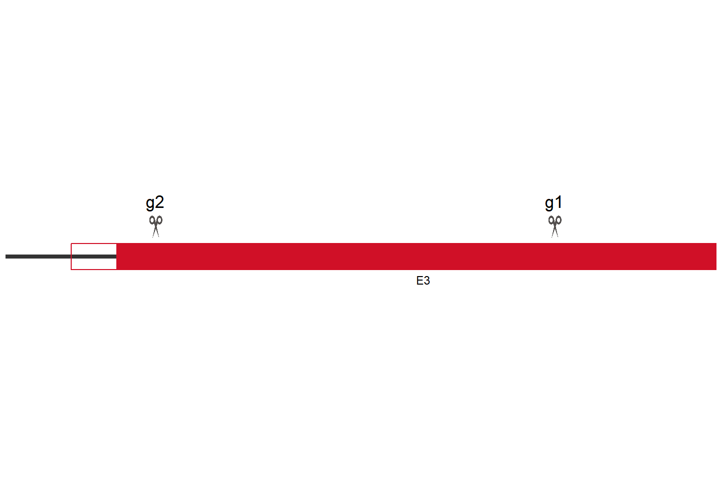 SOCS4 Knockout cell line(BEAS-2B) Target region