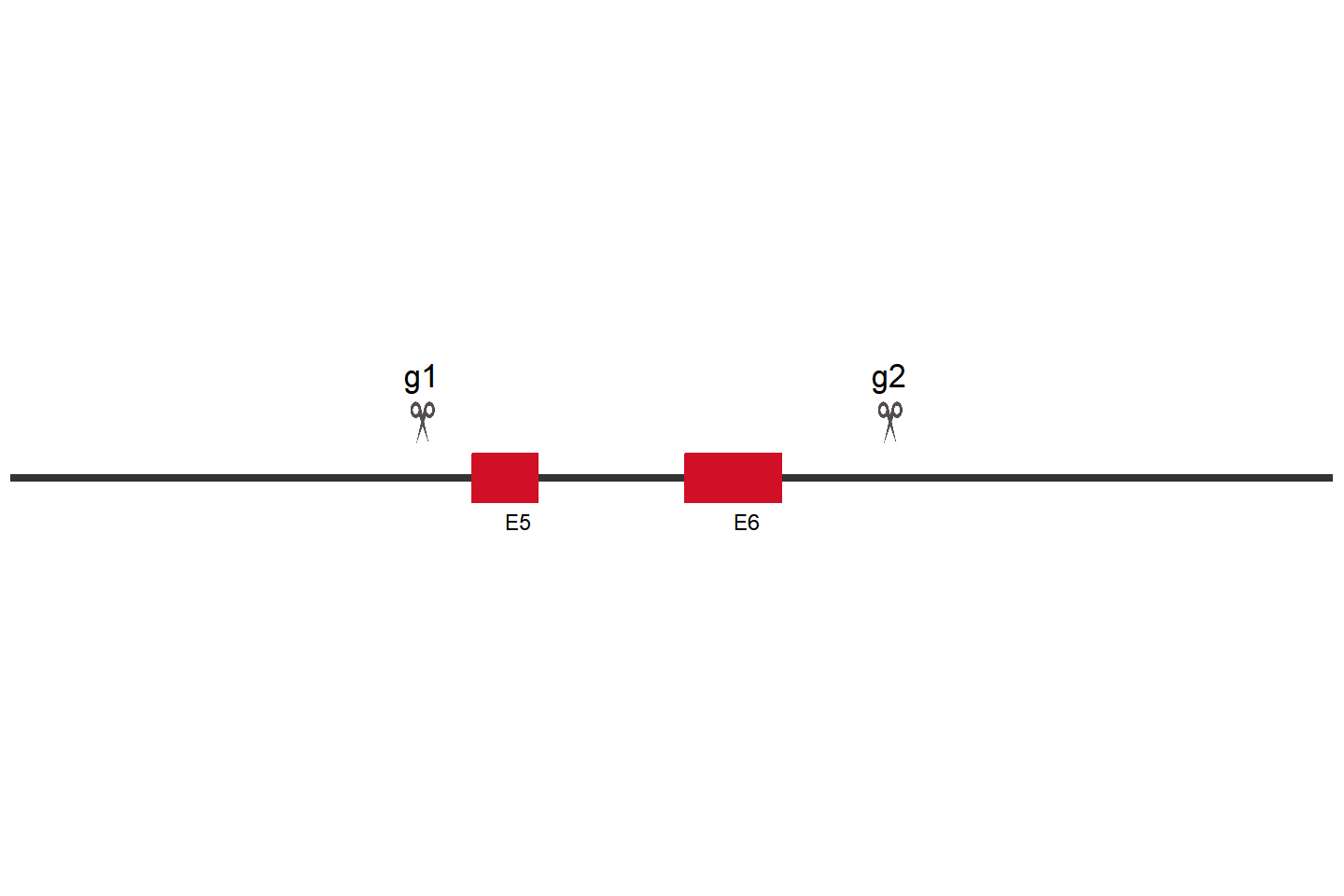 LYPLA2 Knockout cell line(ARPE-19) Target region