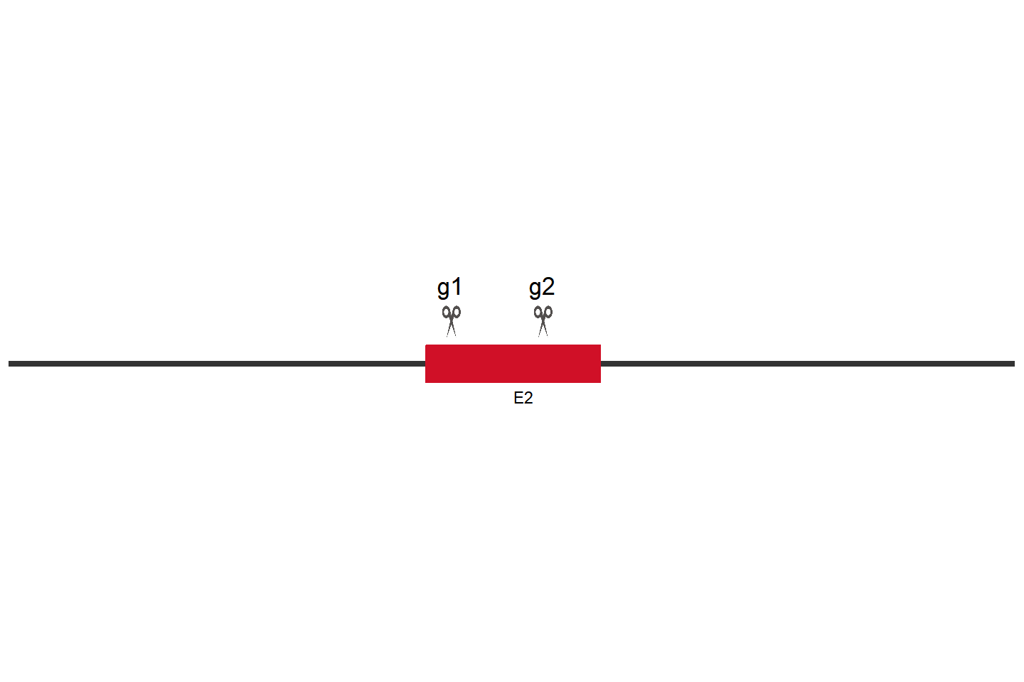 ARPC4 Knockout cell line(A549) Target region