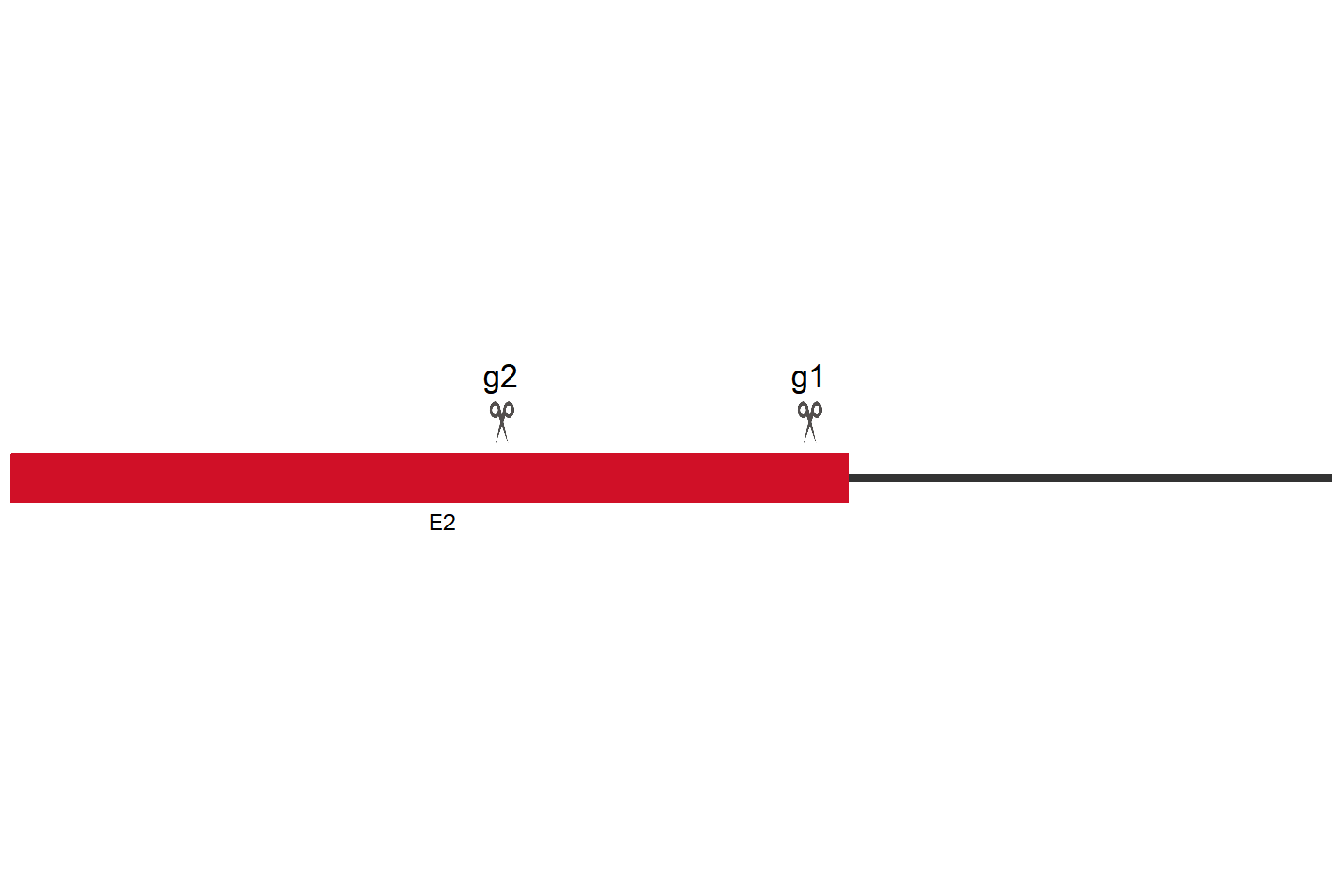 CXCR4 Knockout cell line(U-2 OS) Target region