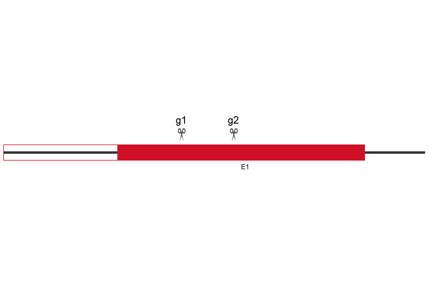 LAMC1 Knockout cell line(HCT 116) Target region