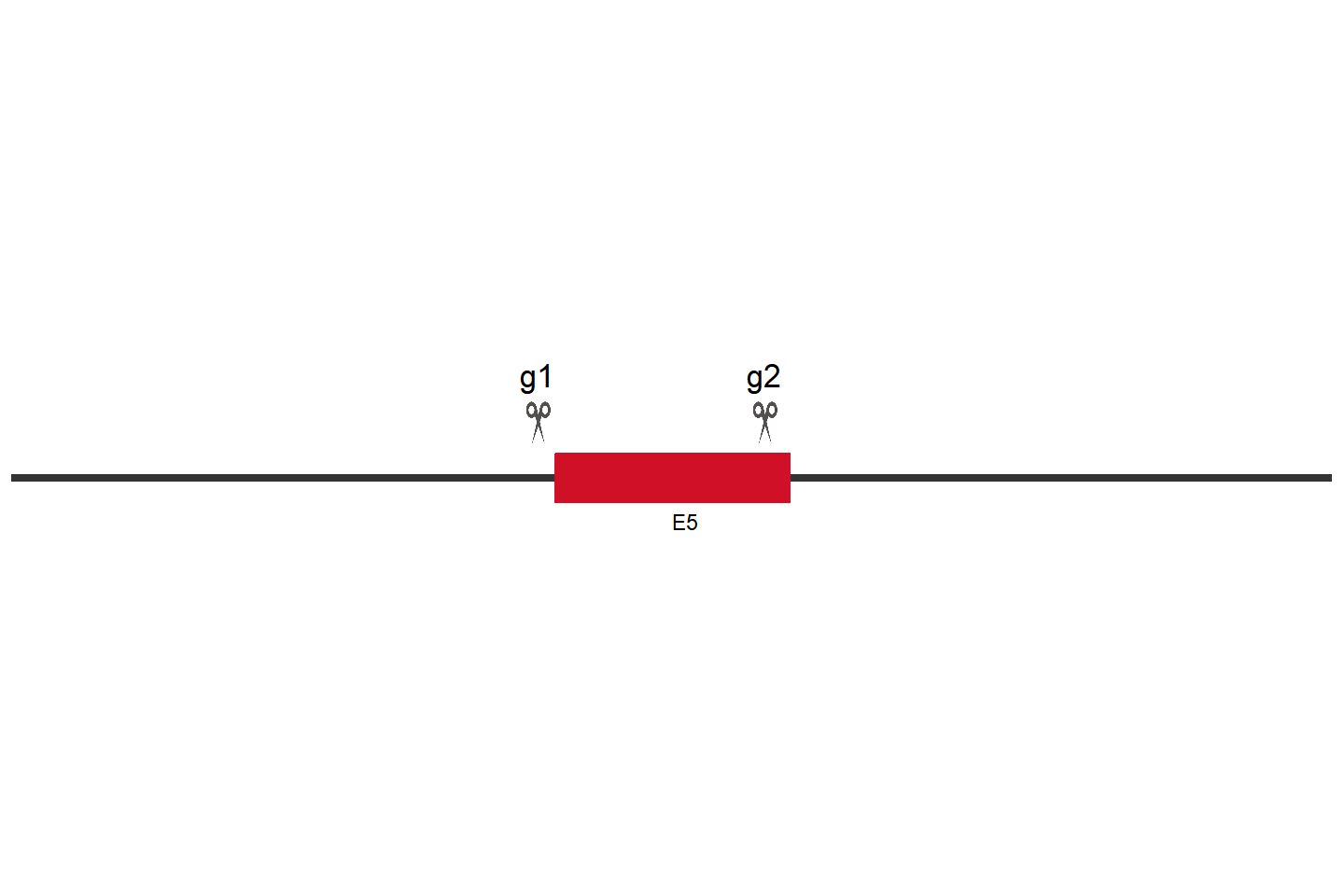 HSP90AB1 Knockout cell line (HEK293) Target region