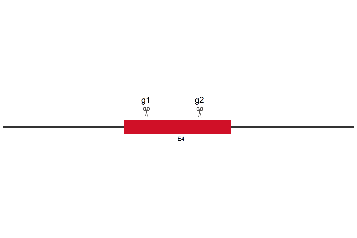 KMT2D Knockout cell line (HeLa) Target region