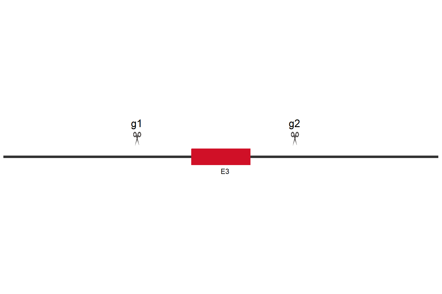 SMARCA4 Knockout cell line (HeLa) Target region