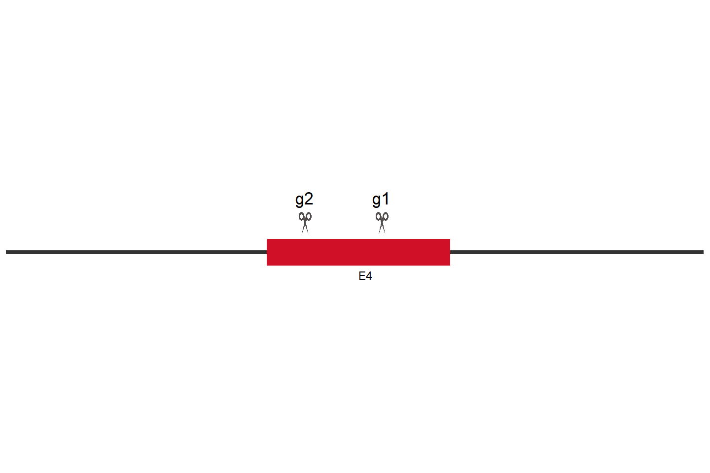 STING1 Knockout cell line(A549) Target region