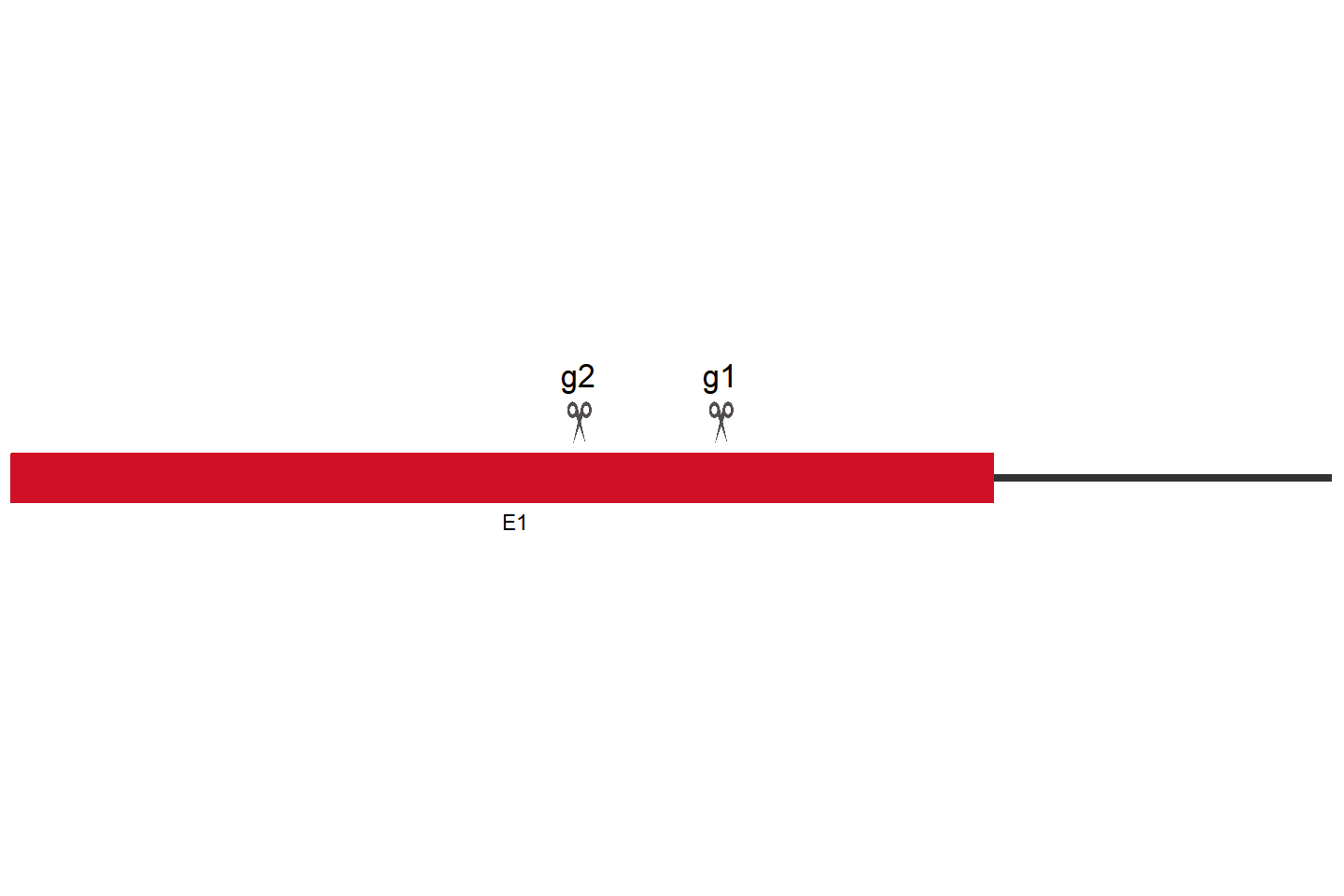 KL Knockout cell line(Hep G2) Target region