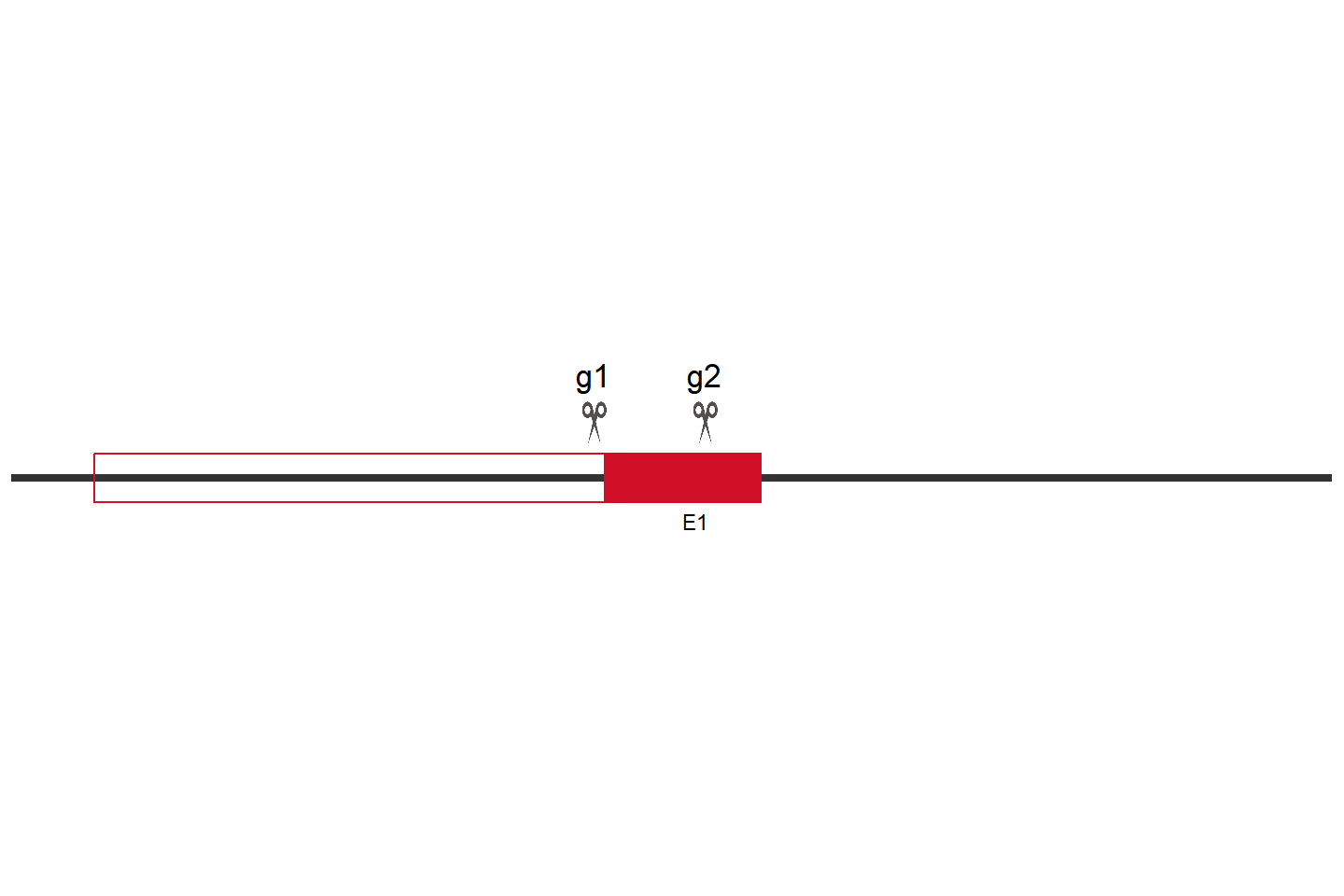 CLEC4A Knockout cell line(THP-1) Target region