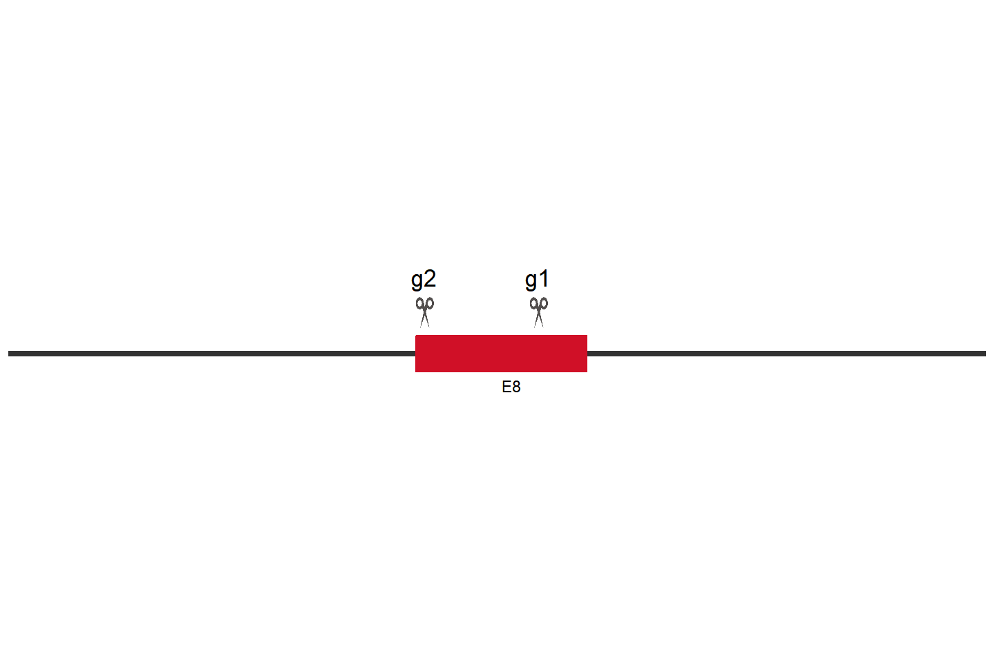 FANCI Knockout cell line (HCT 116) Target region