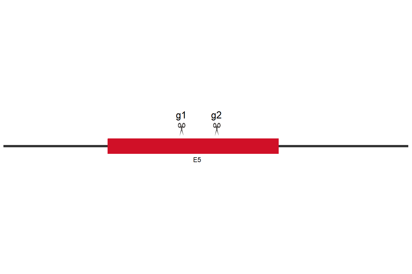 ANO6 Knockout cell line(HEK293) Target region