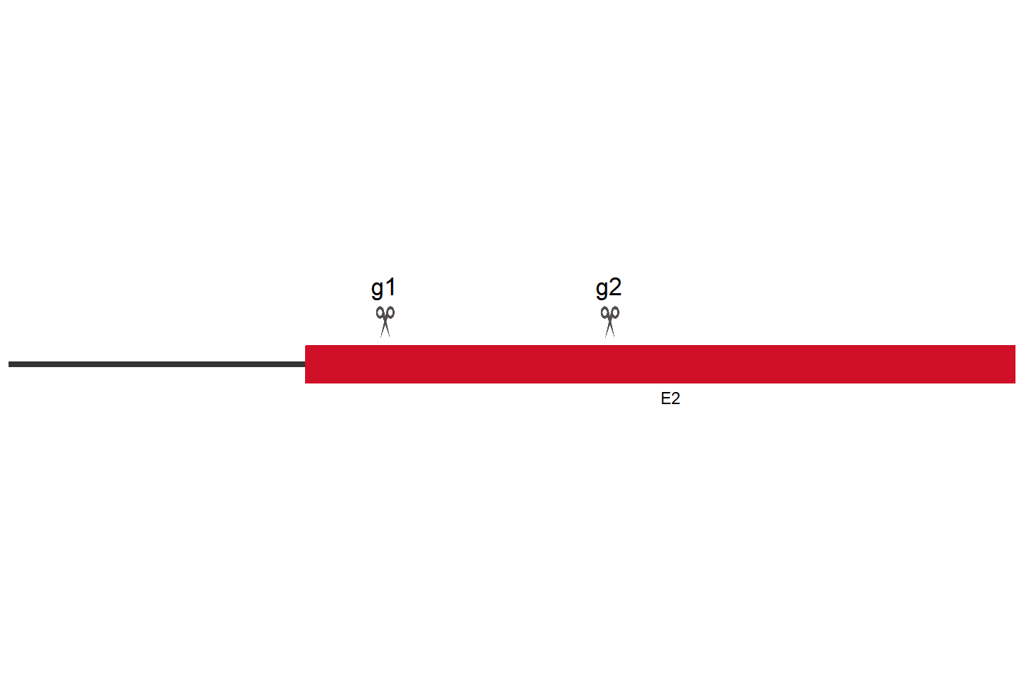 USP2 Knockout cell line (HeLa) Target region