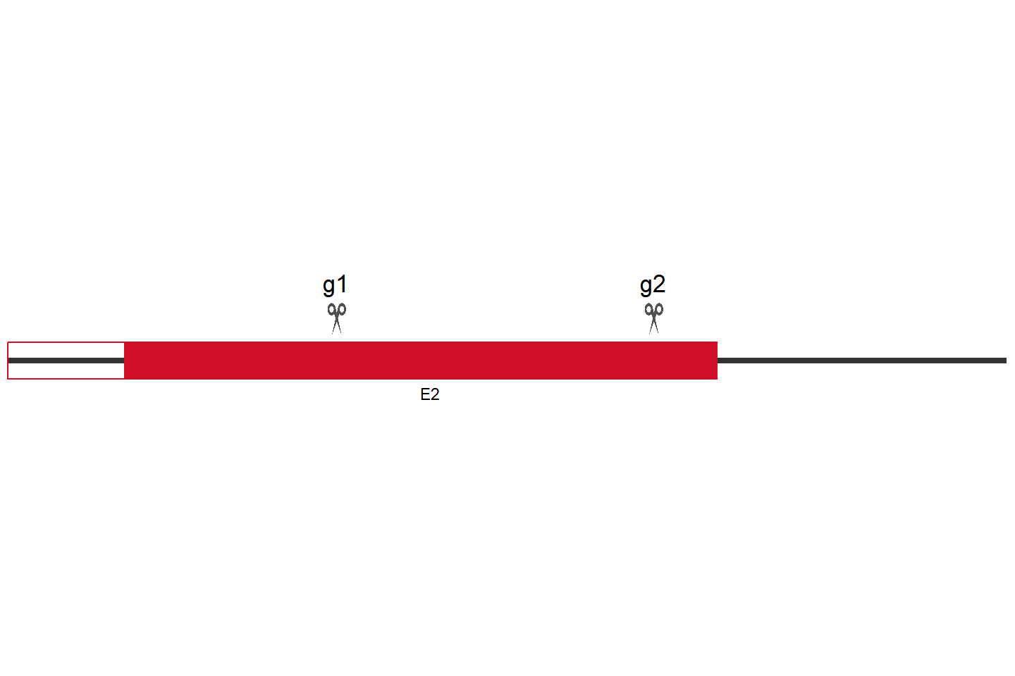 CLN8 Knockout cell line (HeLa) Target region