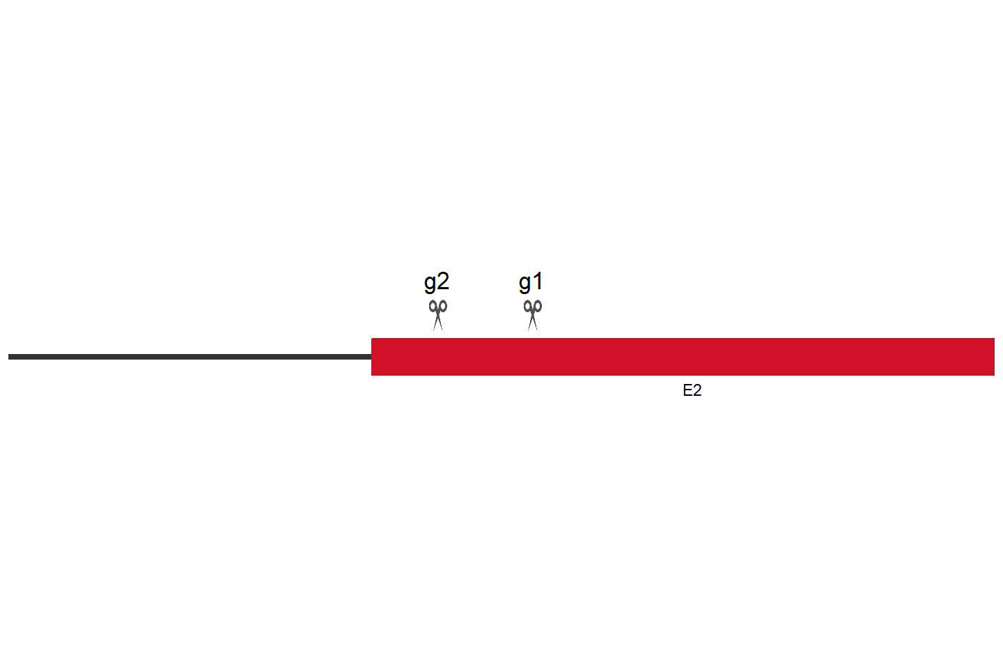 C9orf72 Knockout cell line (HeLa) Target region