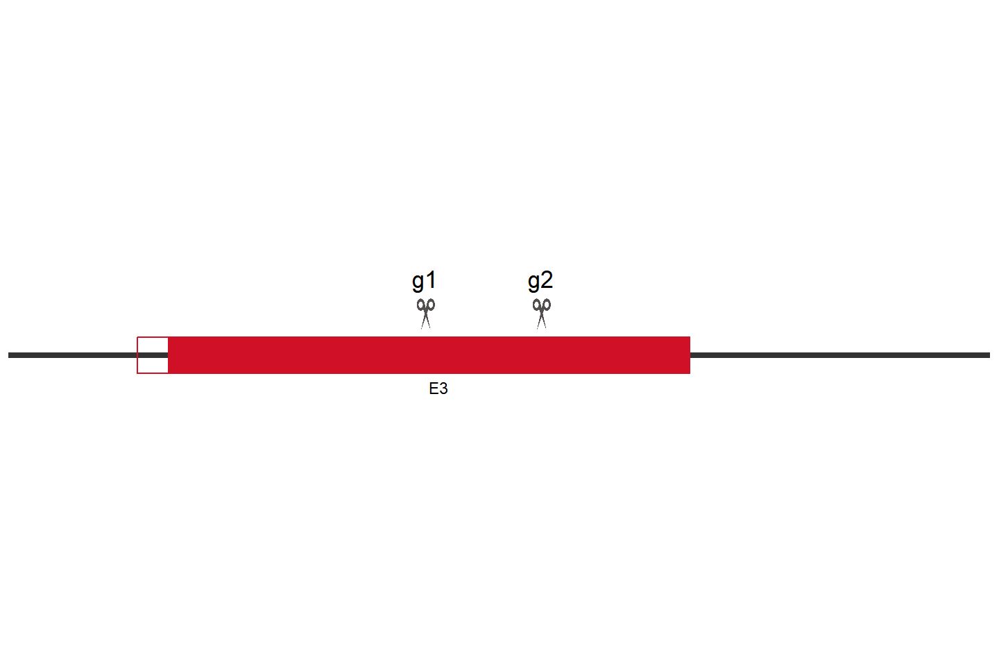 SLC7A2 Knockout cell line (HeLa) Target region