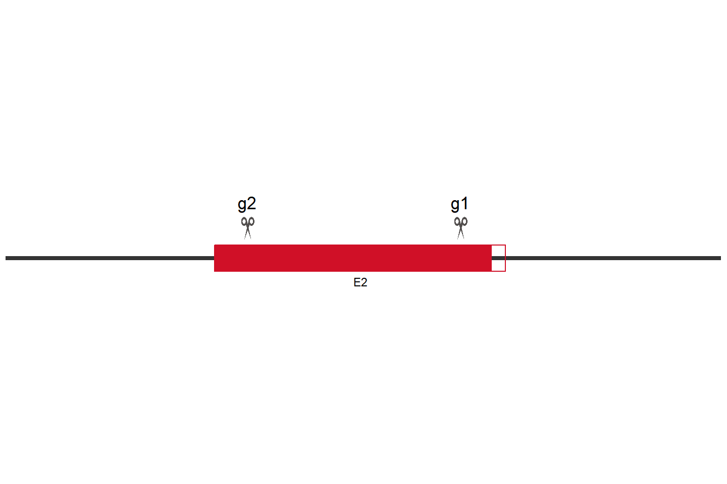 TM9SF1 Knockout cell line (HeLa) Target region