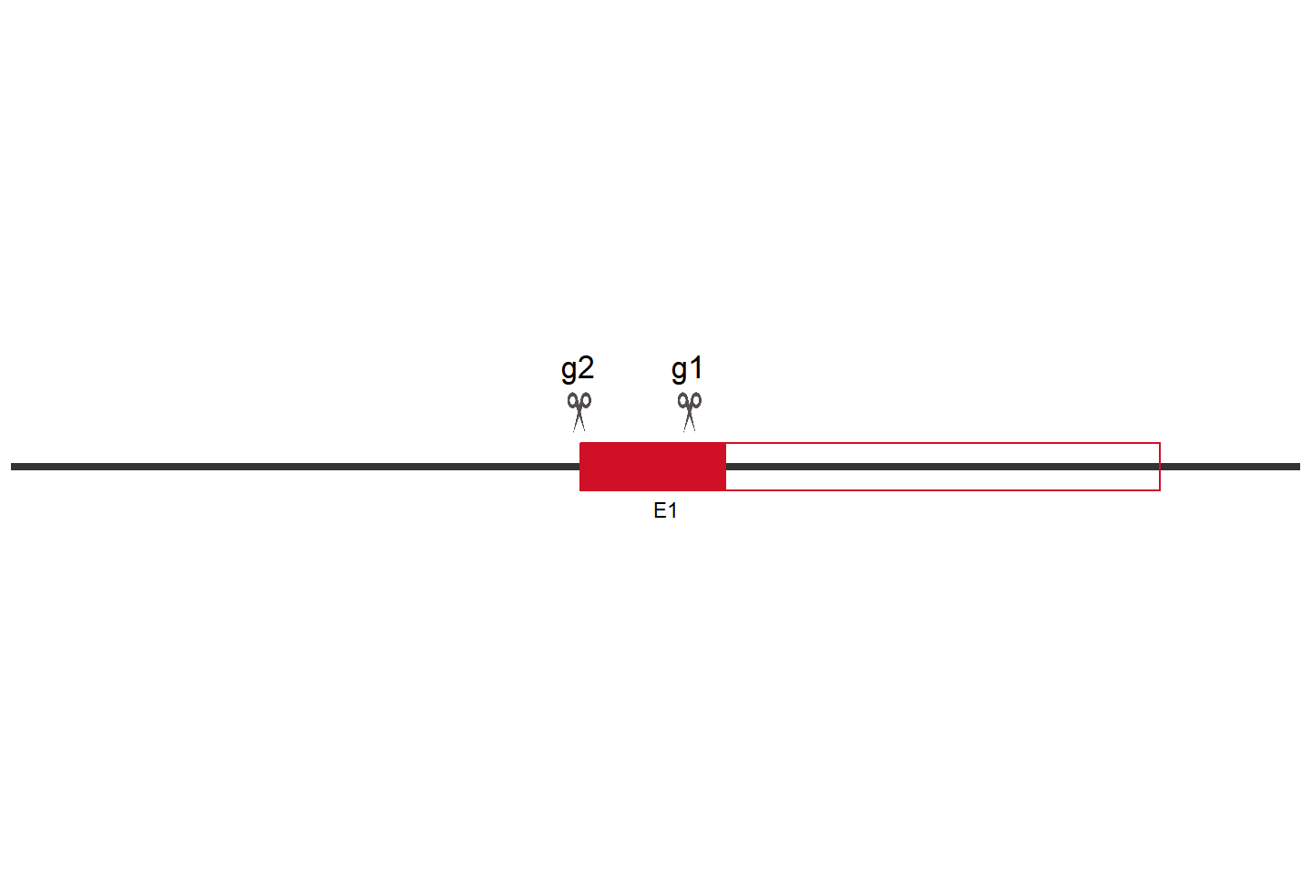 TMEM243 Knockout cell line (HeLa) Target region