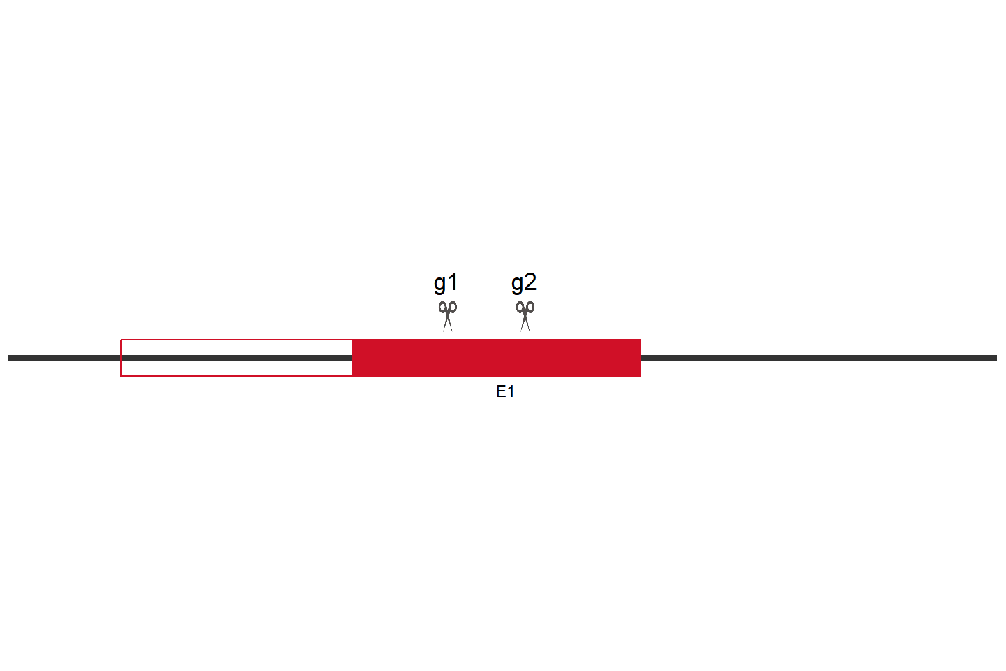 CCND1 Knockout cell line (HEK293) Target region