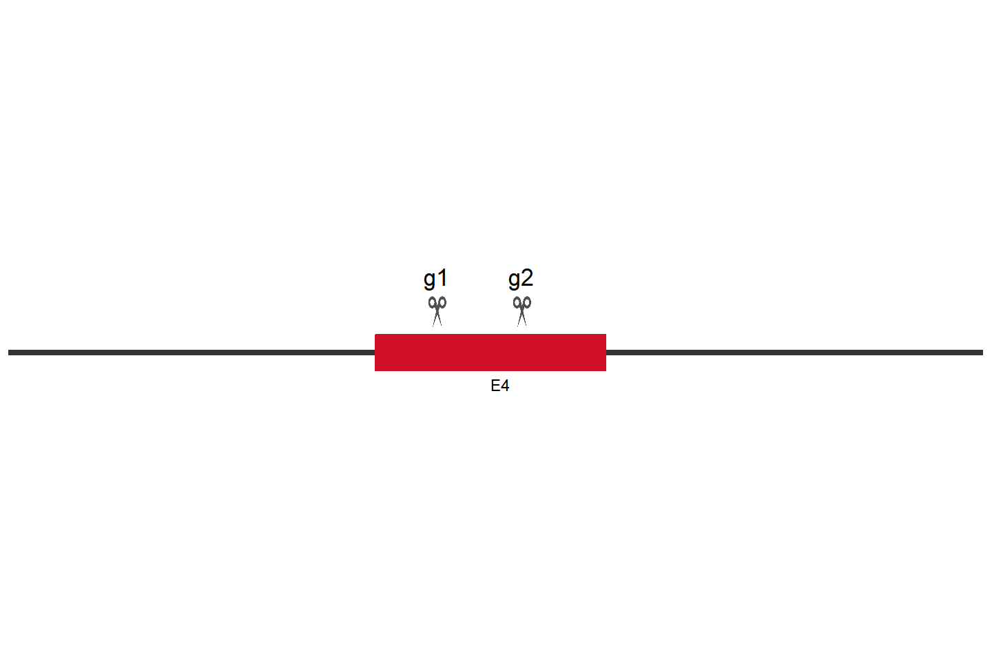 ZEB1 Knockout cell line (THP-1) Target region