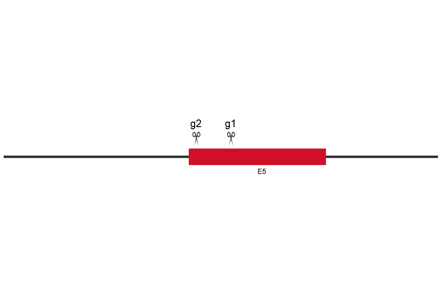 TRPM7 Knockout cell line (A549) Target region