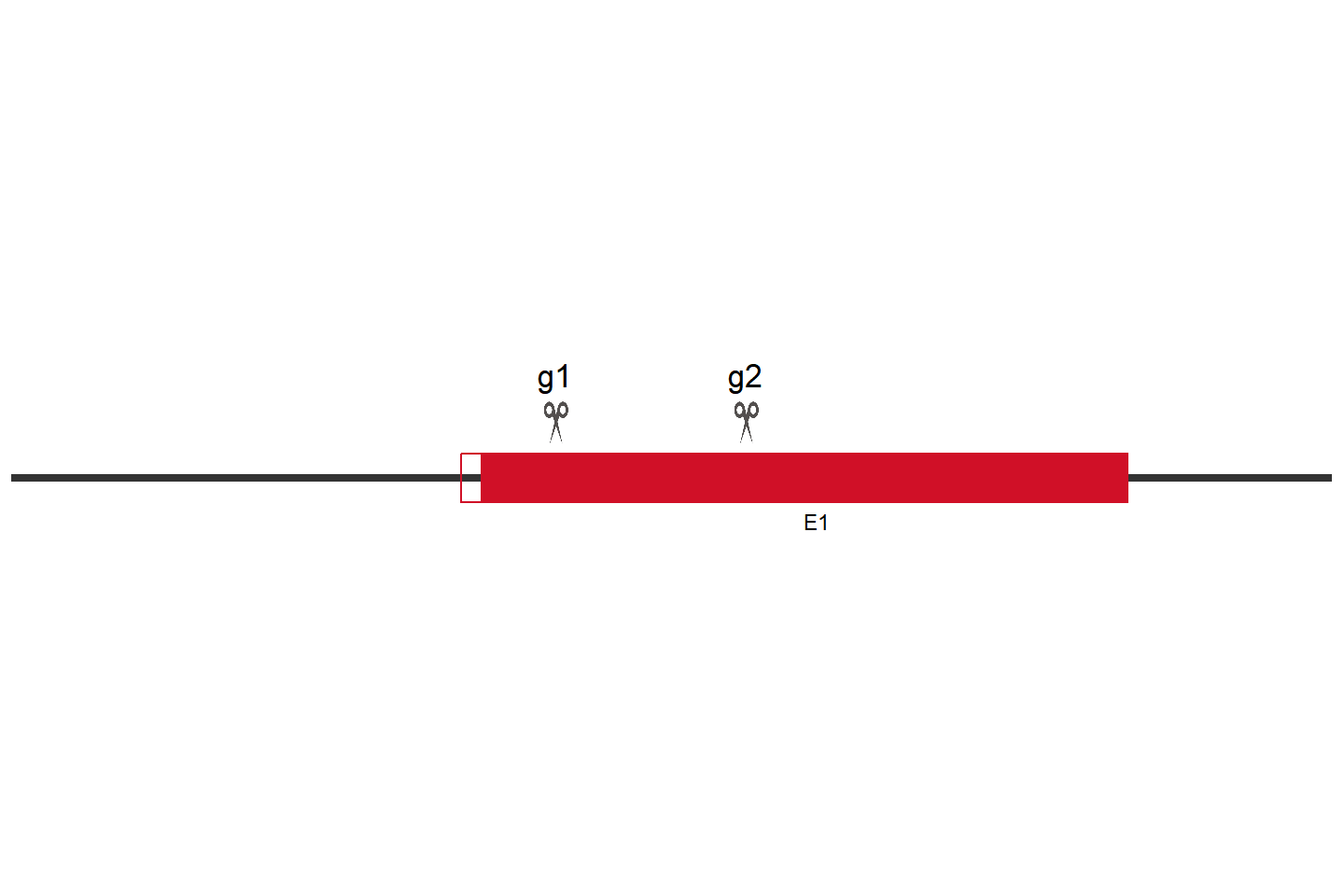 LACTB Knockout cell line (HEK293) Target region