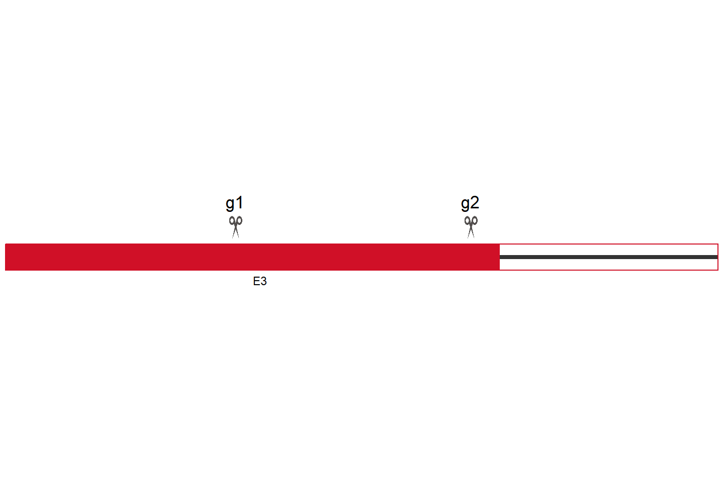 DCAF16 Knockout cell line (HEK293) Target region