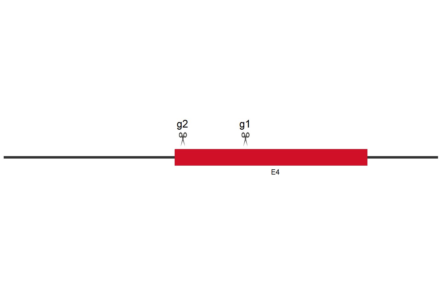 PRAME Knockout cell line (HCT 116) Target region