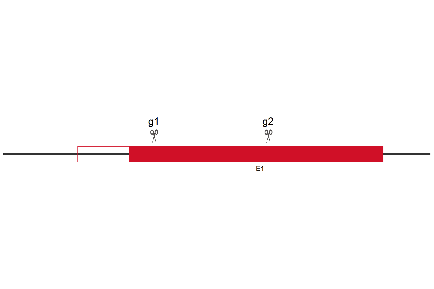 FANCM Knockout cell line (HCT 116) Target region