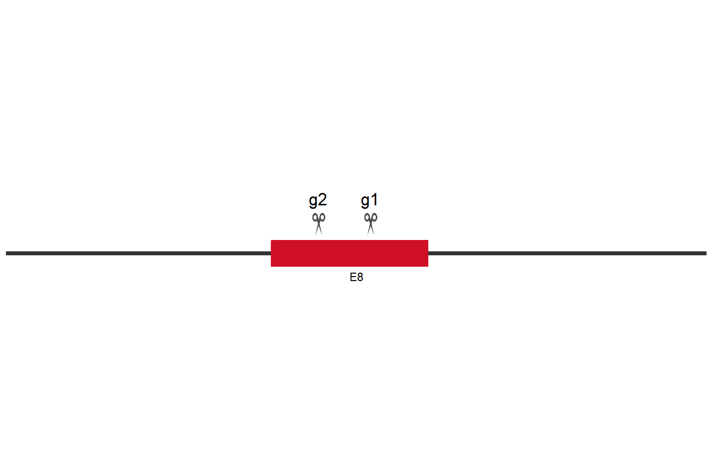 CARD8 Knockout cell line (Jurkat, Clone E6-1) Target region