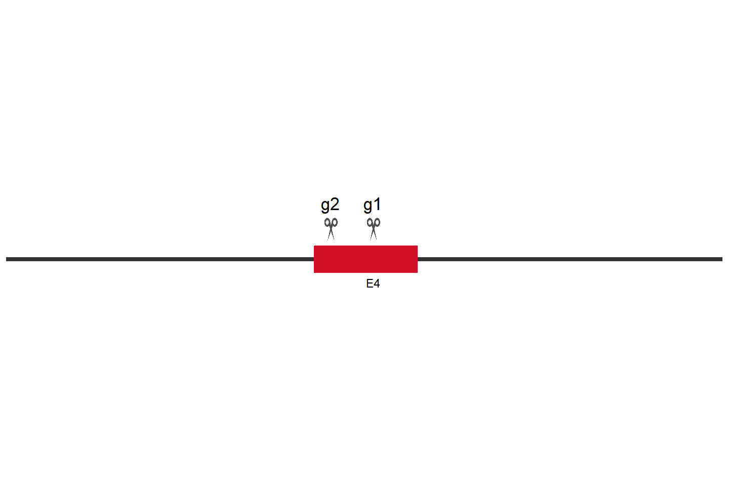 CLEC10A Knockout cell line (THP-1) Target region