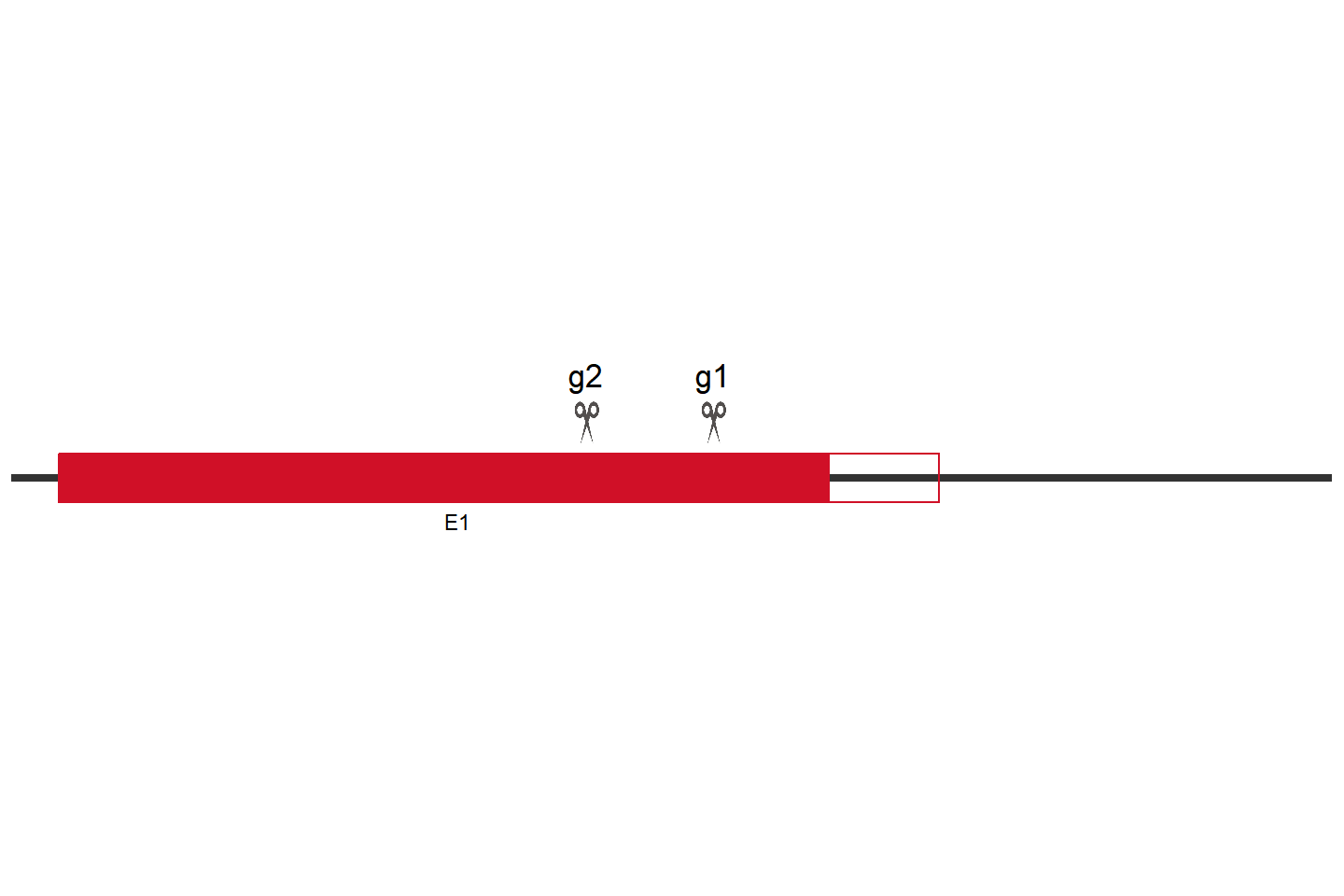 CLPB Knockout cell line (HEK293) Target region