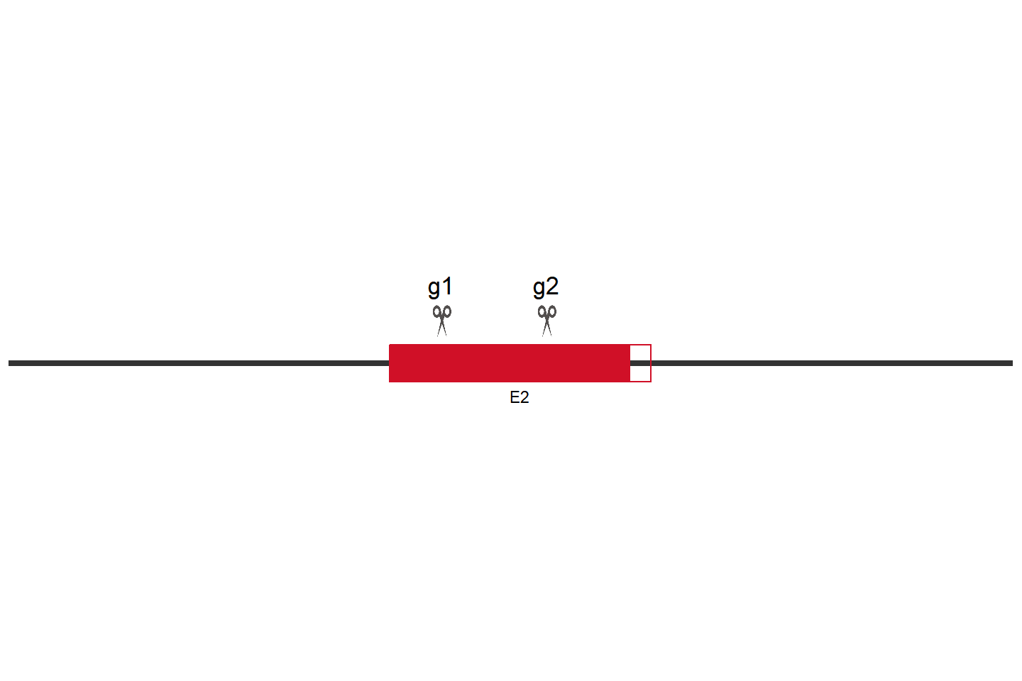 CBLB Knockout cell line (HEK293) Target region