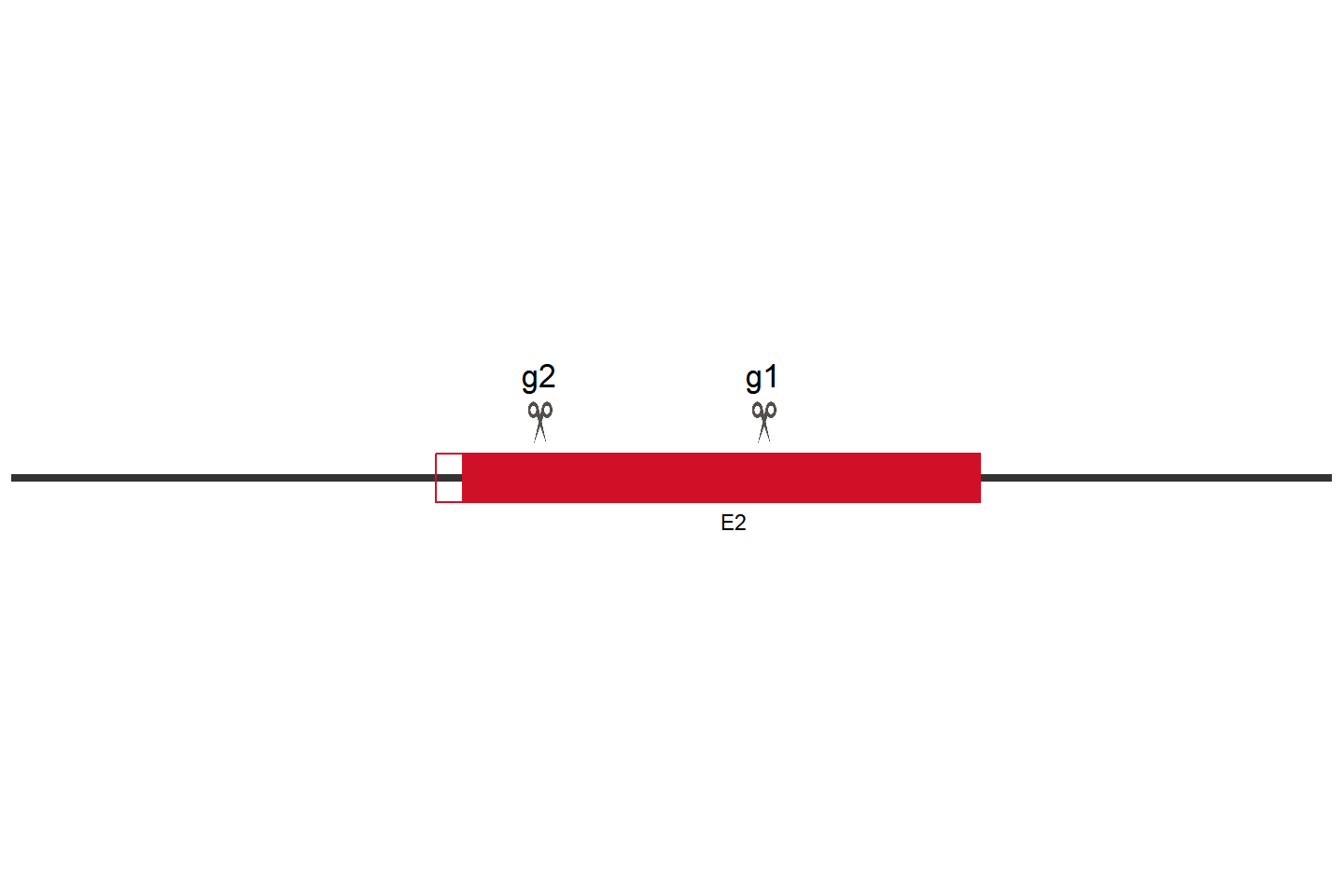 TNFAIP3 Knockout cell line (Hep G2) Target region