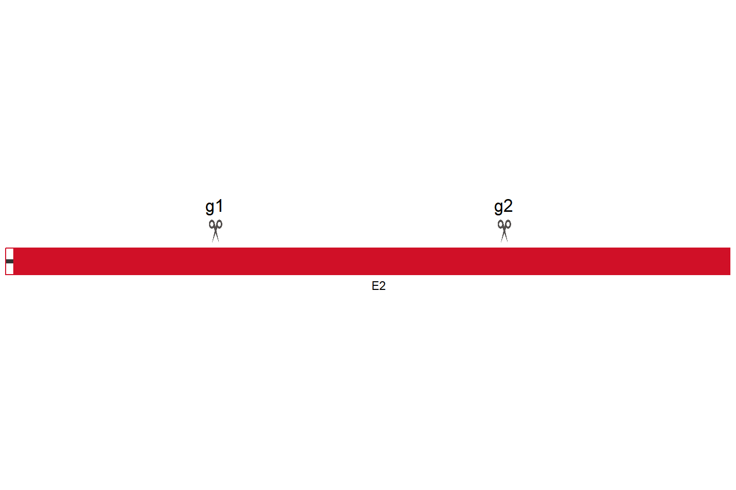 FEN1 Knockout cell line (A549) Target region