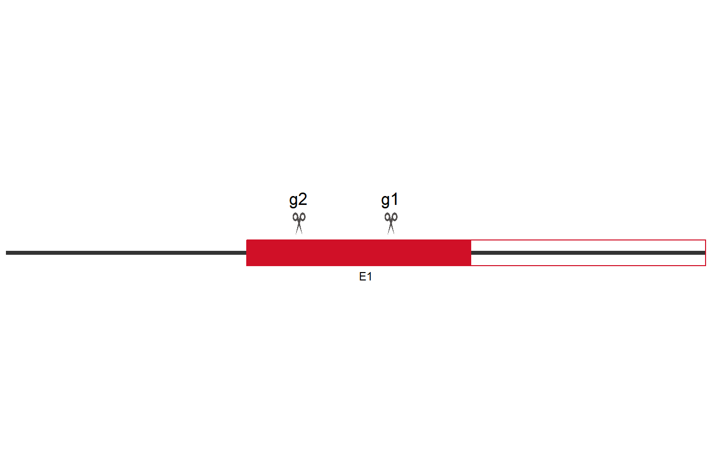 EMC8 Knockout cell line (293T) Target region