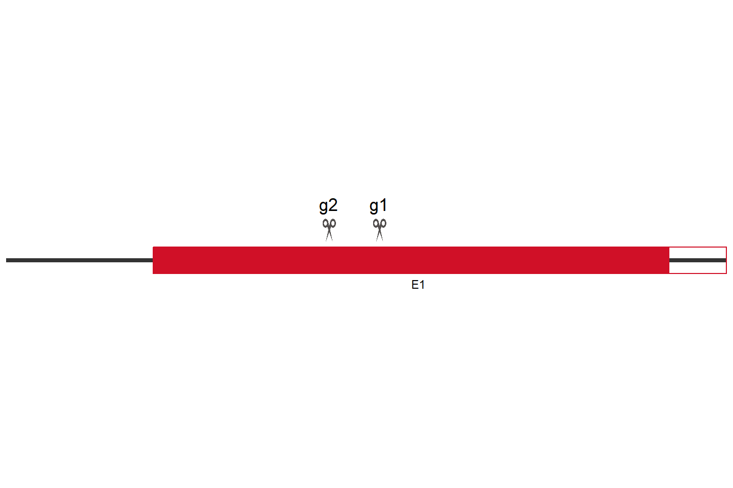 WDR24 Knockout cell line (HEK293) Target region