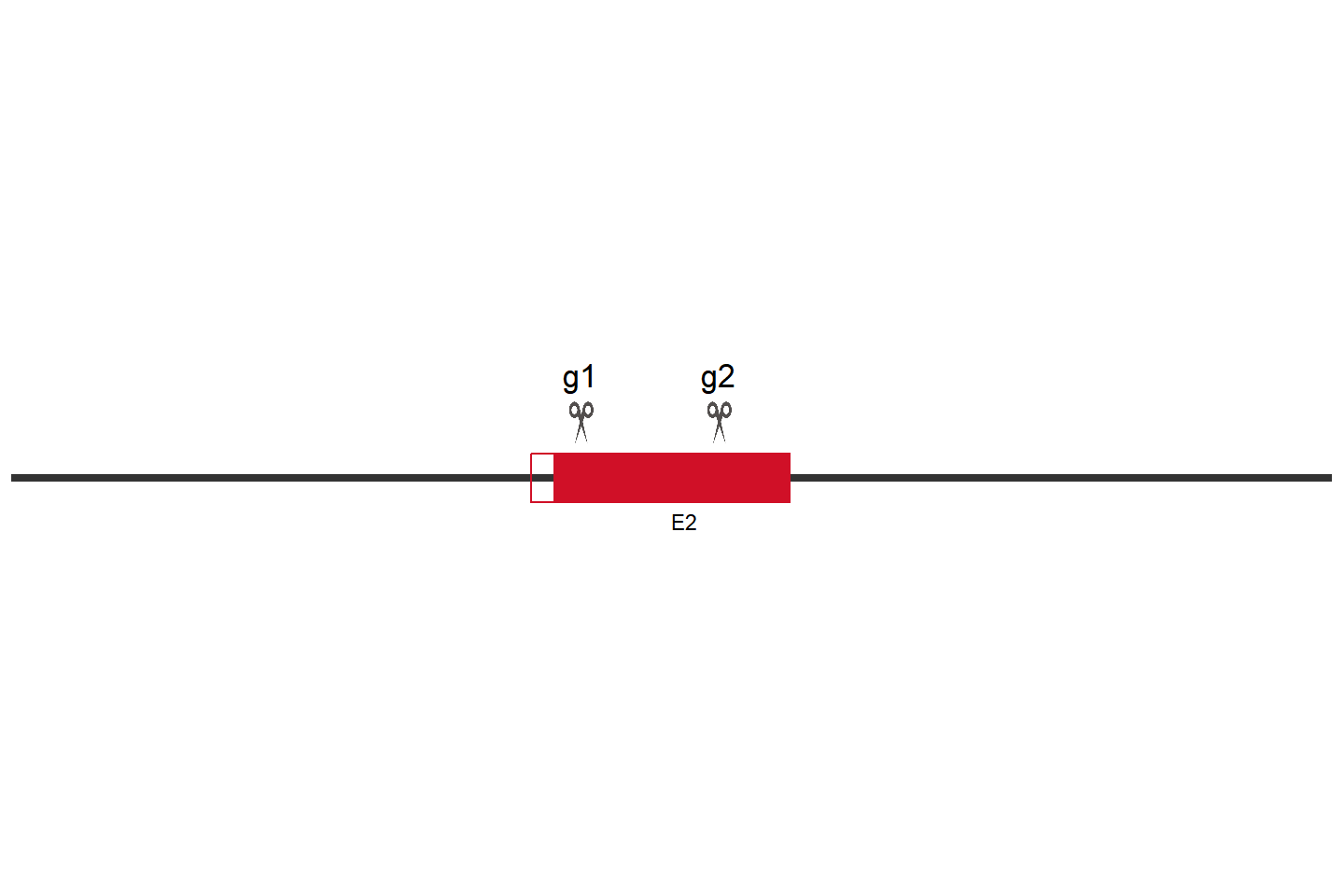 MGMT Knockout cell line (HeLa) Target region