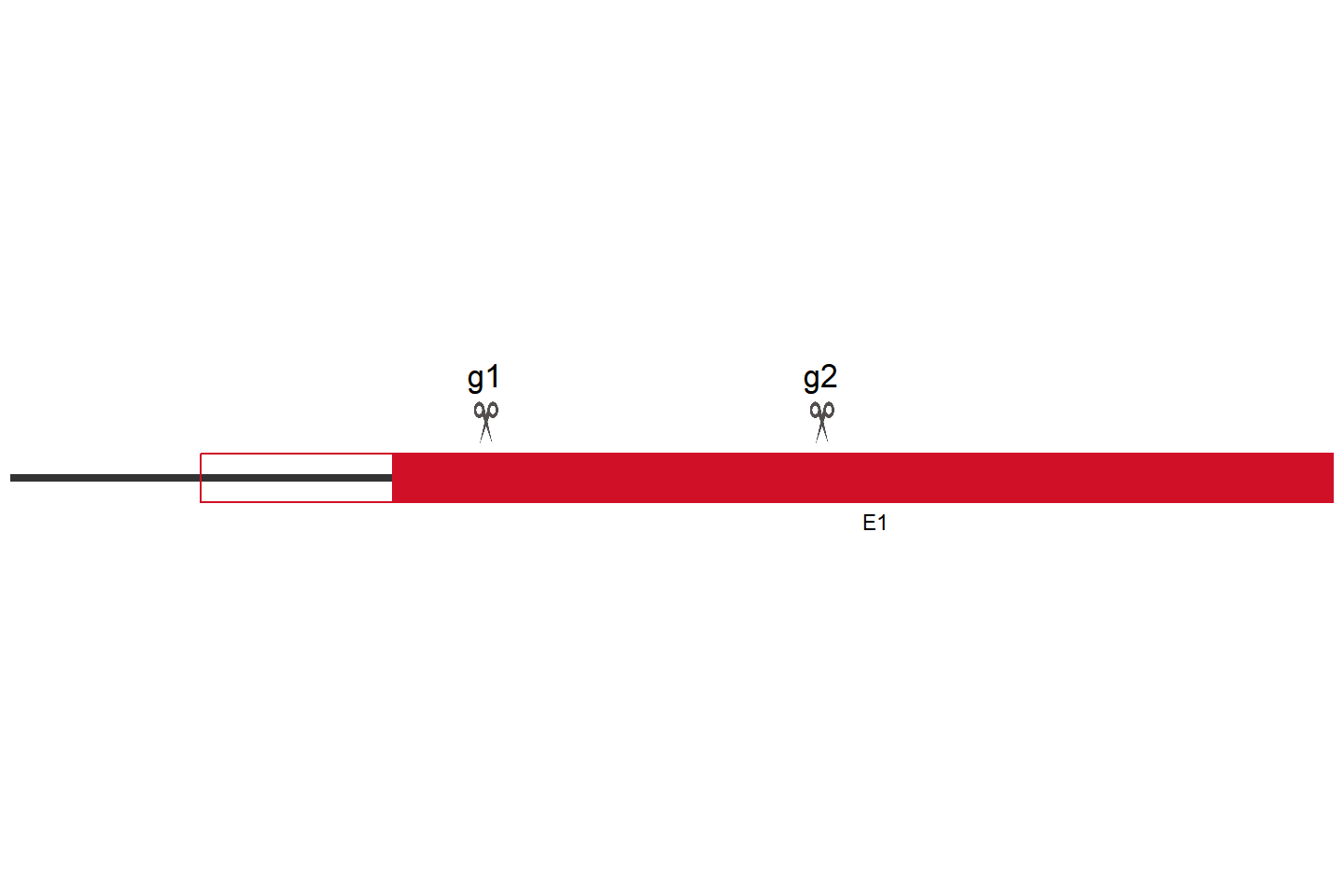 FSCN1 Knockout cell line (HeLa) Target region