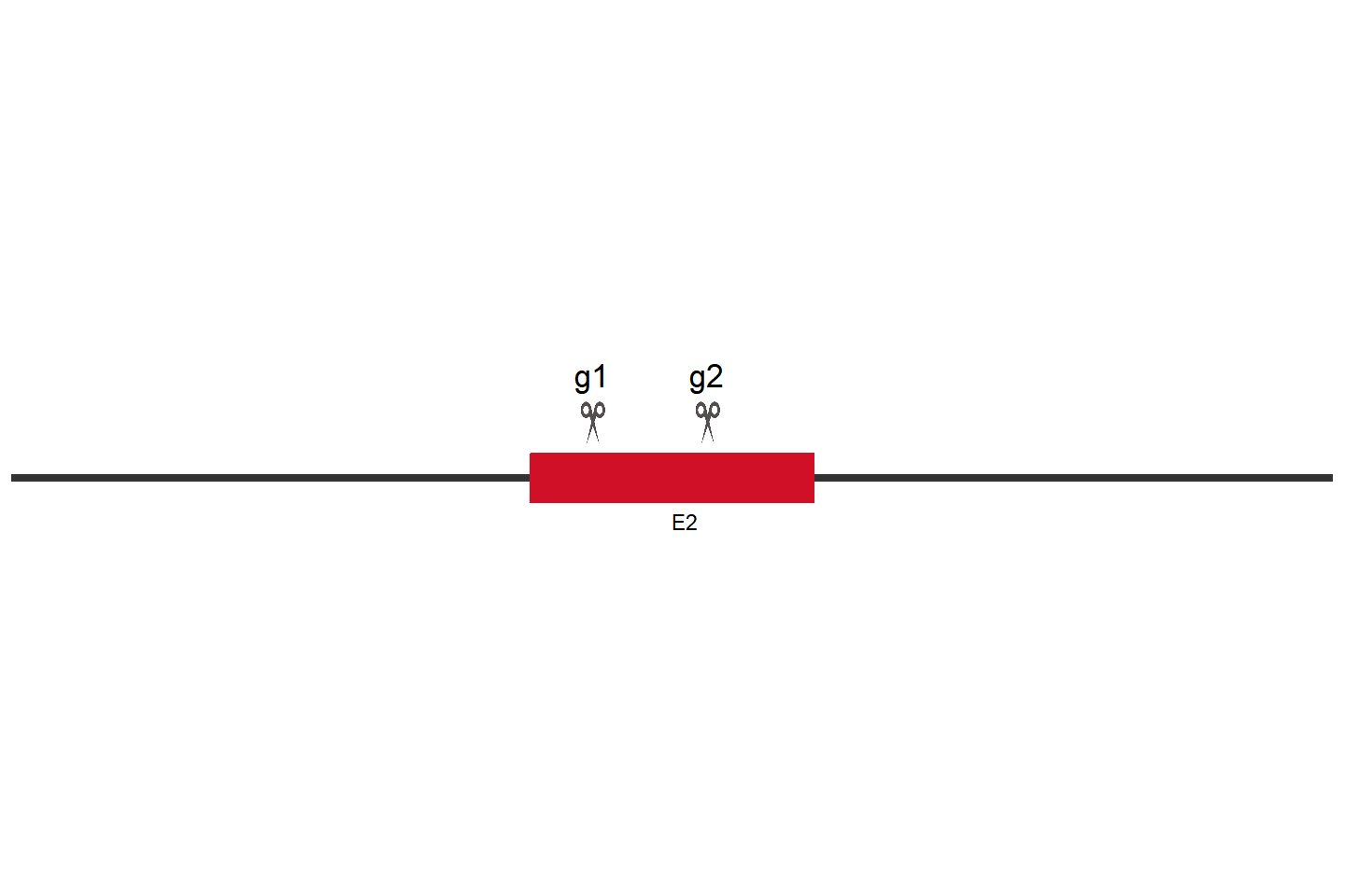 CIITA Knockout cell line (A549) Target region