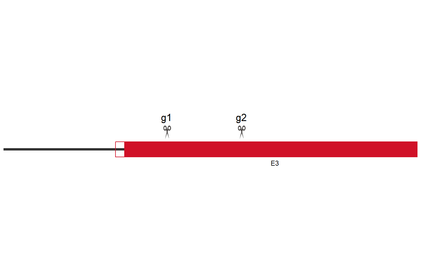 TLR2 Knockout cell line (HEK293) Target region