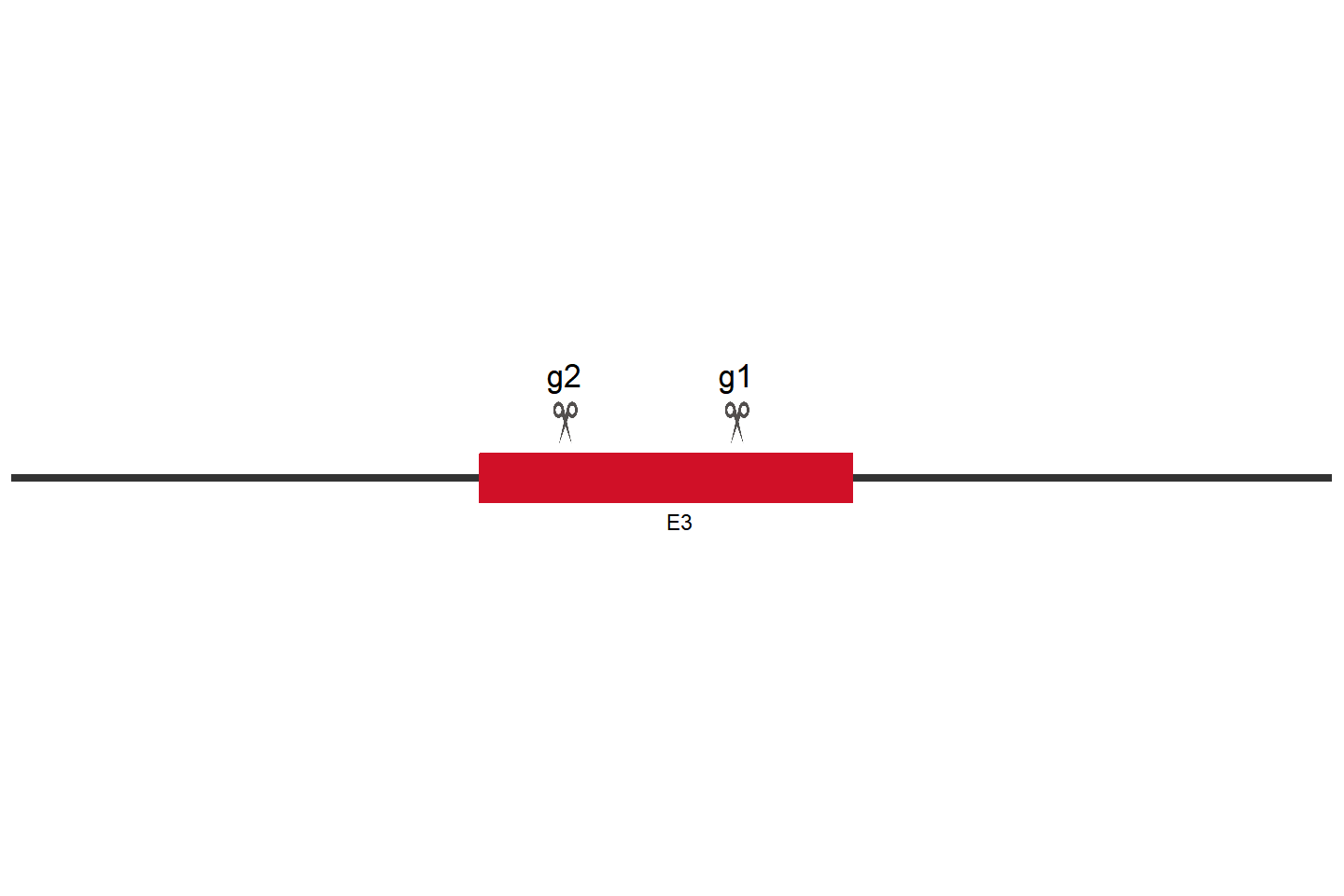 CRBN Knockout cell line (HepG2) Target region