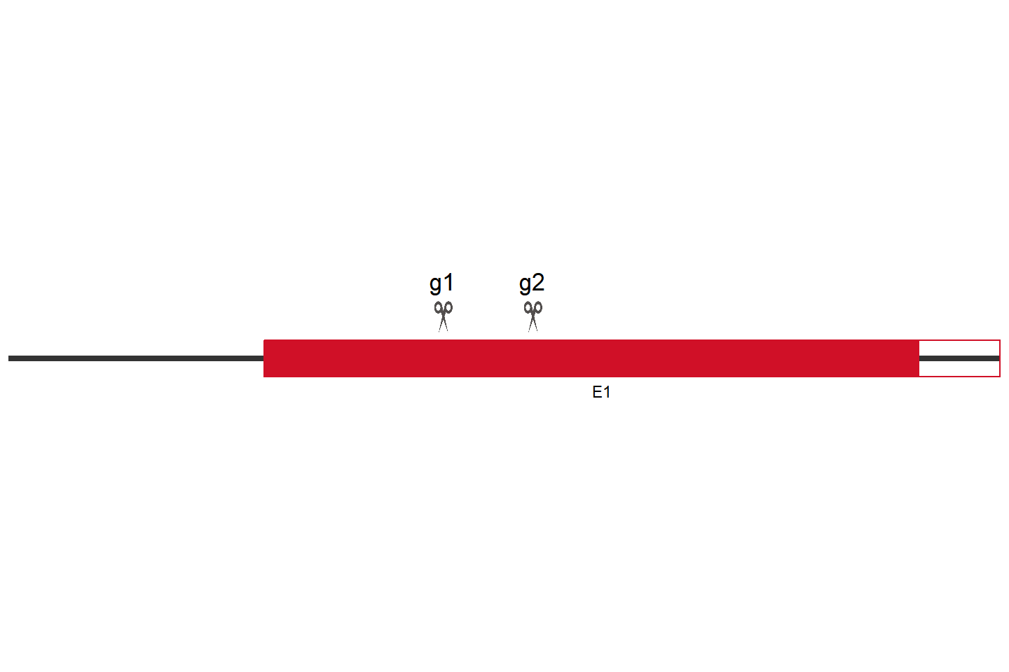 IFIH1 Knockout cell line (293T) Target region