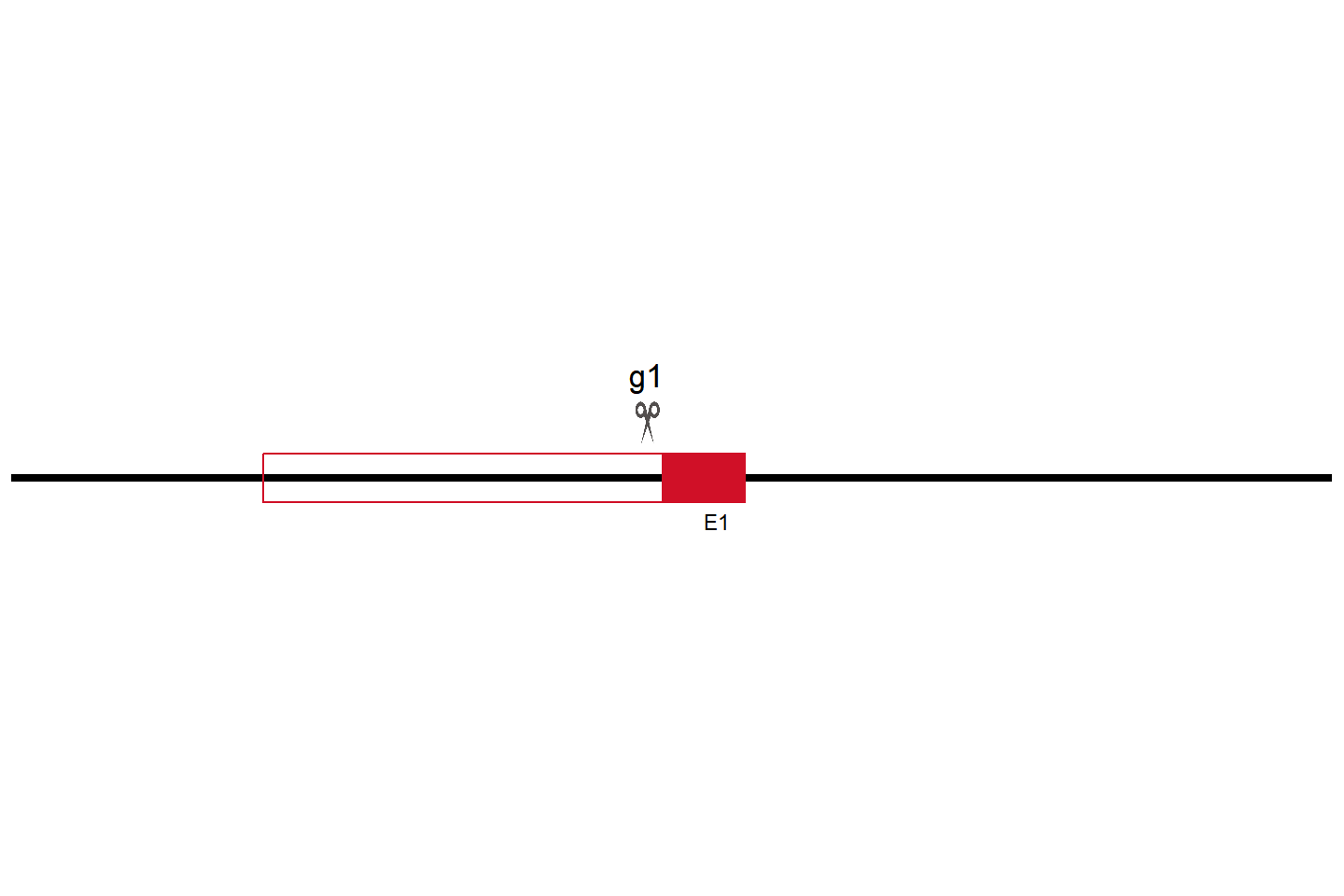 MTX2 Knockout cell line (HeLa) Target region