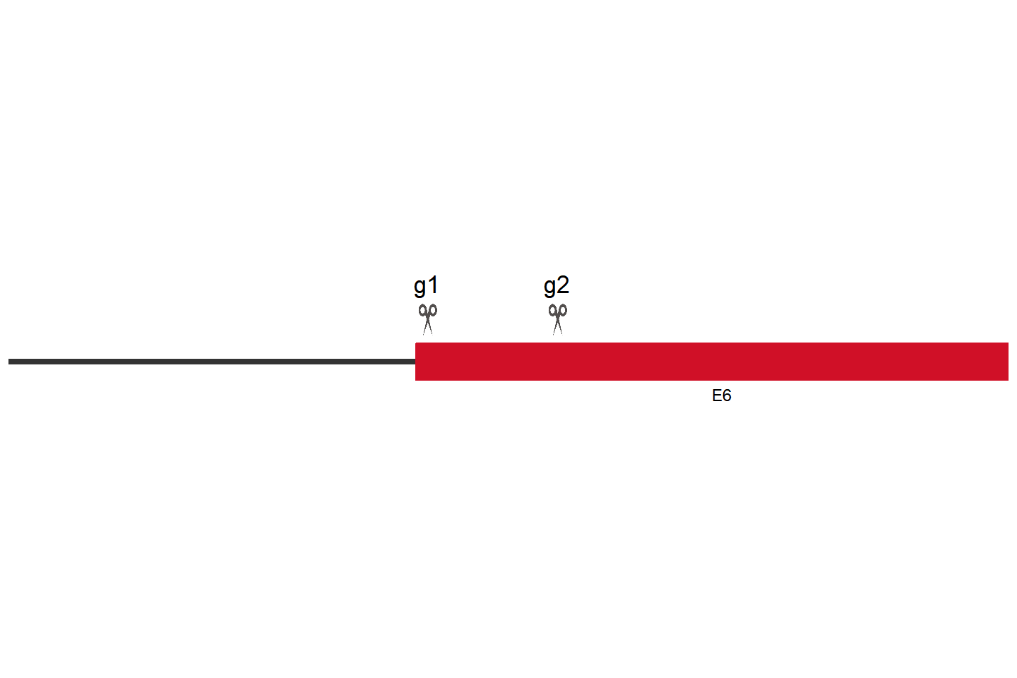 MAVS Knockout cell line (293T) Target region